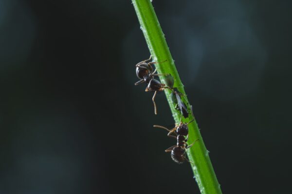 Photo aphids